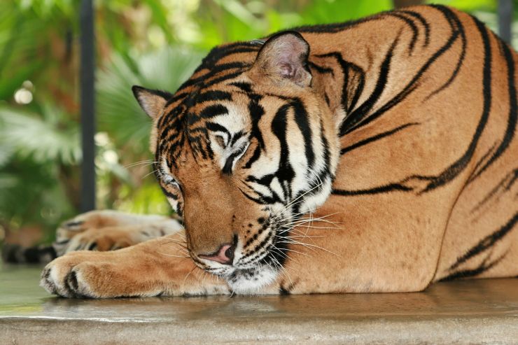 sleeping tigers.jpg